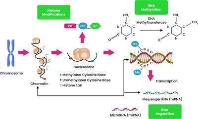 Epigenetic modulation of fungal pathogens: a focus on Magnaporthe oryzae